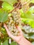 Bunch of white grapes on the vine.