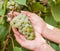 Bunch of white grapes on the vine.