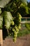 Bunch of white grapes on vine and green leaves close up.