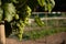 Bunch of white grapes on vine and green leaves close up.