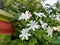 Bunch of white Jasmin flowers in the garden