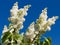 Bunch of white lilac flower