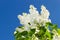 Bunch of white lilac flower