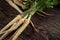 Bunch of white parsley parsnip roots and green leaves, tied with string on dark wooden rustic board
