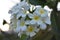 A bunch of white plumeria flowers on a beautiful green tree