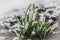 Bunch of white snowdrops under snow. Vertical image.