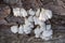 Bunch of white split-gill fungus growing on the old tree trunk