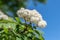 Bunch of white spring flowers and buds blossoming bird cherry flavored