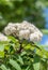 Bunch of white spring flowers and buds blossoming bird cherry flavored