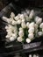 Bunch of white tulips at a French florist