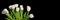 Bunch of white tulips isolated on black panoramic background