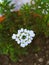 A bunch of white Verbena flower is blooming in garden . It gen