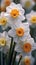 A bunch of white and yellow flowers in a field, white and orange spring daffodil flowers