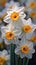 A bunch of white and yellow flowers in a field, white and orange spring daffodil flowers