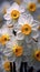 A bunch of white and yellow flowers in a field, white and orange spring daffodil flowers