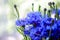 A bunch of wild flowers. Blue centaurea