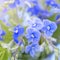 Bunch of wild forest tiny blue flowers on meadow