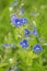 Bunch of wild forest tiny blue flowers, speedwell