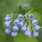 Bunch of wild forest tiny flowers