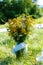 Bunch of wild meadow flowers as a part of natural wedding ceremony decoration.