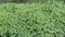 Bunch of wild pilea microphylla weed