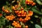 Bunch of wild rowanberry close-up.