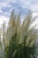 A bunch of wild stipa feather grass growing with white flowers under the dramatic cloudy sky