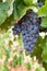 Bunch of wine grapes