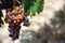 Bunch of wine grapes growing in Chianti, Tuscany