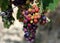 Bunch of wine grapes growing in Chianti, Tuscany