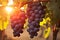 Bunch wine grapes sunset harvest closeup food nature vine fruit leaf agriculture green