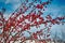 Bunch of winter apples on naked tree branches.