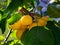 A bunch of yellow apples and leaves on a branch of a wild apple tree close-up.