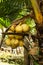 Bunch of yellow coconuts on a palm tree