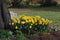 A bunch of yellow daffodils in a pleasant garden.