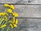 A bunch of yellow dandelions on a old dark wooden background with empty space for text