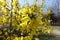 Bunch of yellow flowers of forsythia in March