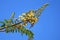 Bunch of yellow flowers with green buds against vivid blue sunny sky