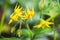 Bunch of yellow flowers of tomato blooming in greenhouse. Close-up.