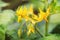 Bunch of yellow flowers of tomato blooming in greenhouse. Close-up.