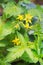 Bunch of yellow flowers of tomato blooming in greenhouse. Close-up.