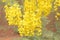 Bunch of yellow golden shower Cassia fistula / Indian laburnum state flower of Kerala South India. Thailand national flower. Bloom