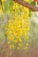 Bunch of yellow golden shower Cassia fistula / Indian laburnum state flower of Kerala South India. Thailand national flower. Bloom