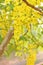 Bunch of yellow golden shower Cassia fistula / Indian laburnum state flower of Kerala South India. Thailand national flower. Bloom