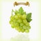 Bunch of yellow or green grapes with vine leaves isolated on white background. Cluster of grape. Realistic, fresh