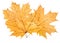 Bunch yellow maple leaf