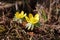 Bunch of yellow orange Eranthis,winter aconite in bloom. Early spring flowers in the garden on sunlight. Macro detail