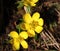 Bunch of yellow orange Eranthis,winter aconite in bloom. Early spring flowers in the garden on sunlight. Macro detail view