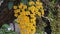 Bunch of yellow orchid flowers or dendrobium lindleyi steud