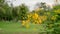 Bunch of yellow petals Peacock`s crest know as Pride of barbados or Flower fecne blooming on green leaves blurred background